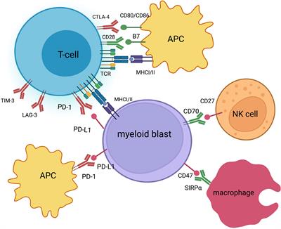 Immune Checkpoint Inhibitors in Acute Myeloid Leukemia: A Meta-Analysis